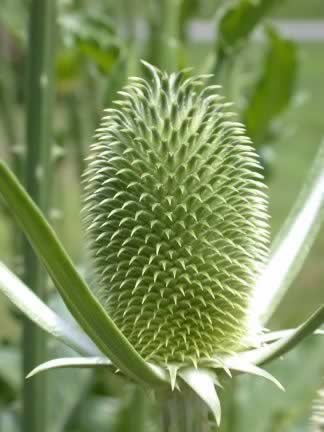 dipsacus-sativus_324 Photo Nathan Havers.metmuseum.jpg